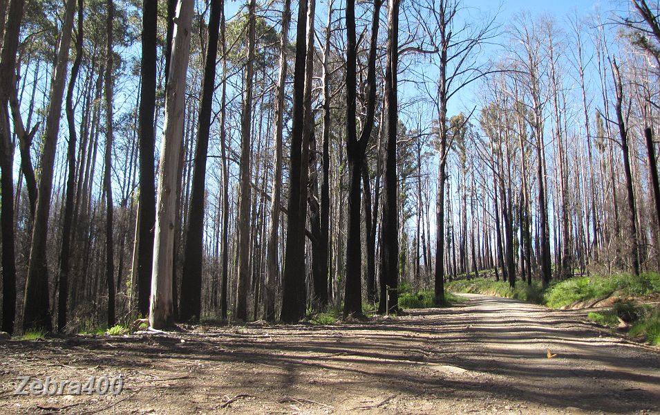 07-15kms to the north-east of Marysville sees more lifeless trees.JPG